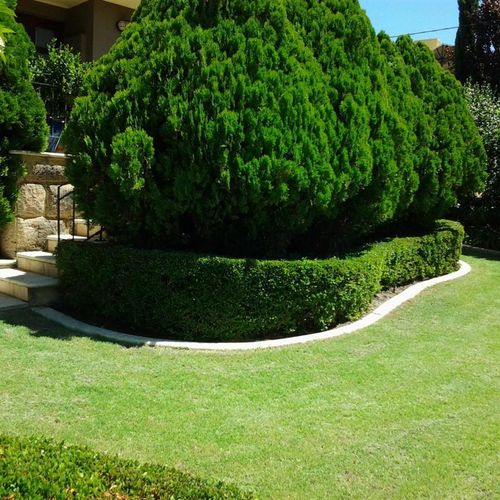 Trimmed hedges and a curved lawn edge in a front garden