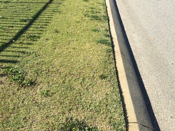 Long grass on a rural verge cut back to a clean line