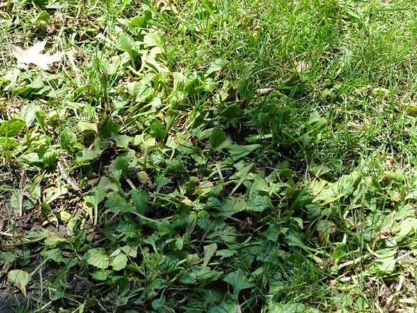Broadleaf weeds growing through an overgrown lawn